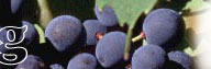 Winemaking