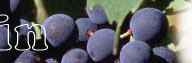 Travail du vin